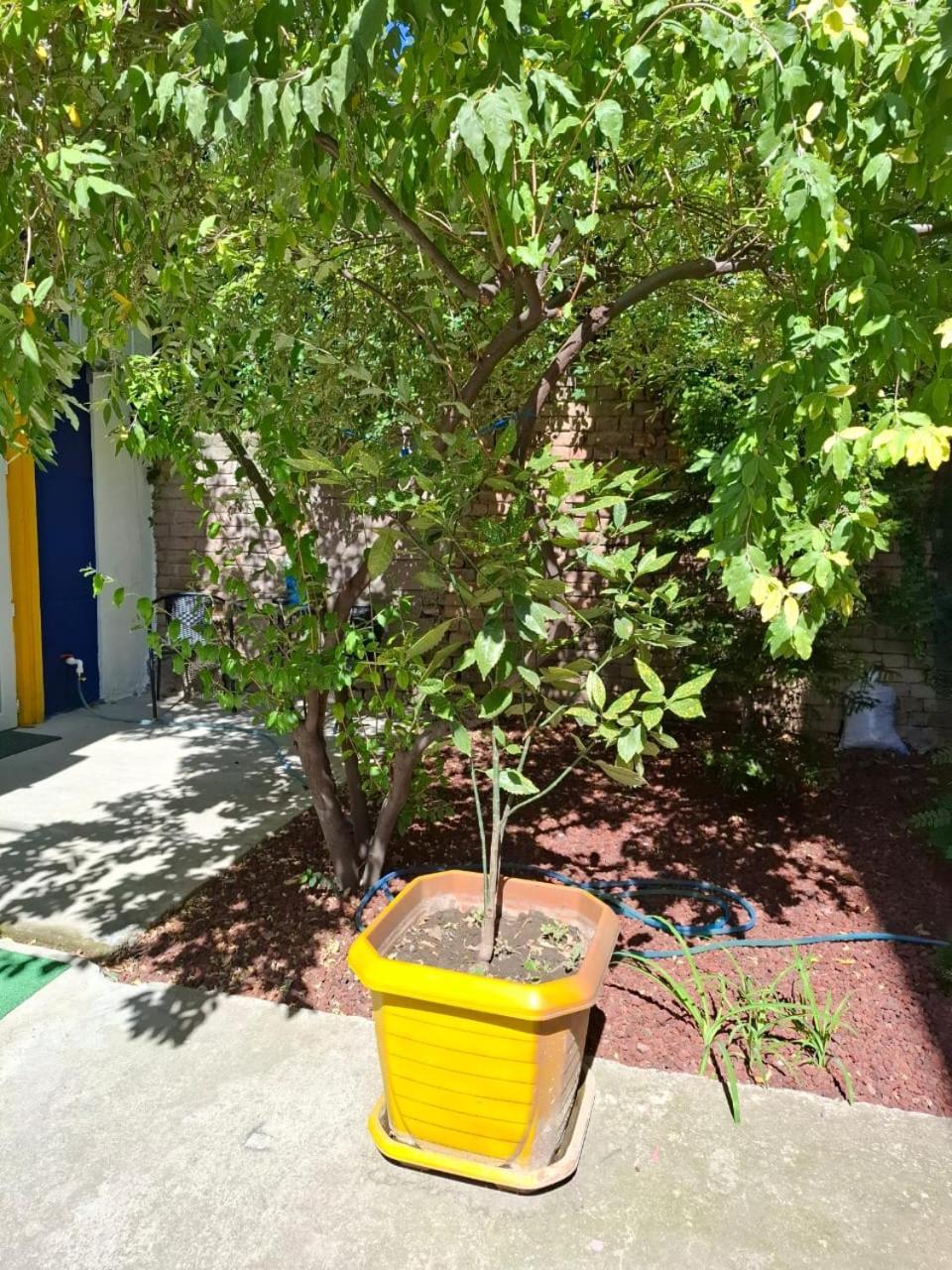 Style With Courtyard * טביליסי